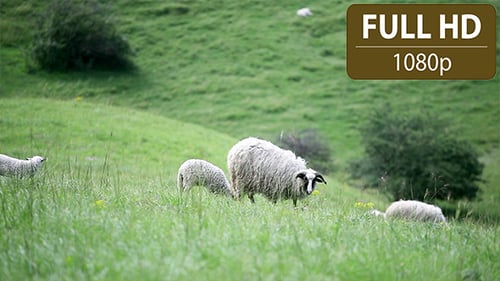 Gruppe von Schafen und Lämmern, die auf dem Feld weiden 1