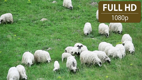 Group of Sheep Grazing in the Field 6