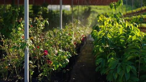 Automatische Bewässerung im modernen Gewächshaus Bewässerung von Blumen und Beerenpflanzen