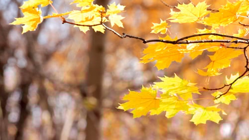 Bright Yellow Autumn Leaves Gently Moving on Branch