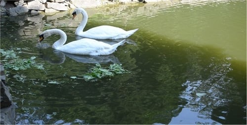 Cisne 3