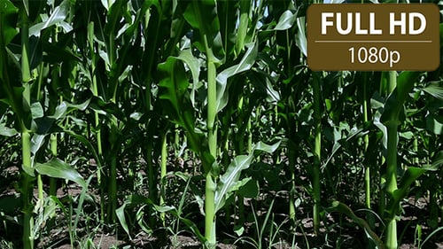 Cornfield 3