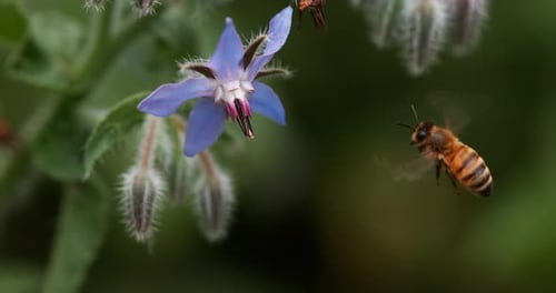 European Honey Bee, apis mellifera, Bee Booting a Borage Flower, Pollination Act, Normandy