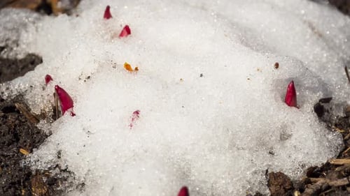 Red Sprouts Emerging Through Melting Snow in Spring
