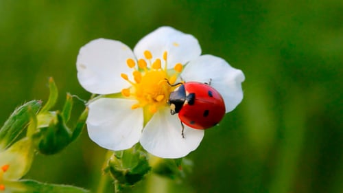 Ladybug Crawling on White Flower in Spring Garden