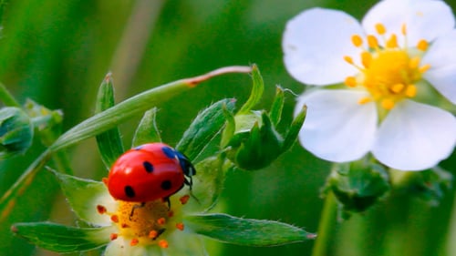 Ladybug Crawling on Flower in Natural Setting