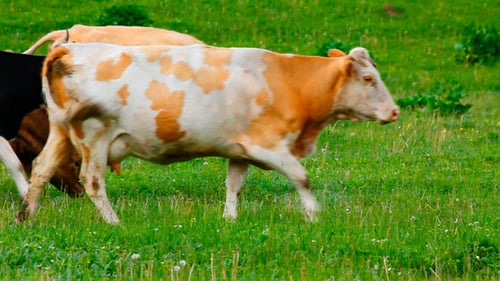 Cattle Herd Grazing in Green Pasture