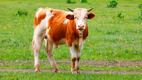 Cow Grazing in a Rural Pasture