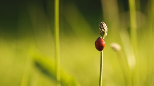 Red Ladybug Crawling on a Green Plant Stem