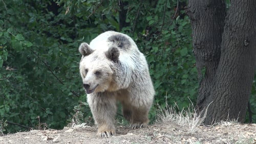 Real Wild Bear in Natural Environment 2