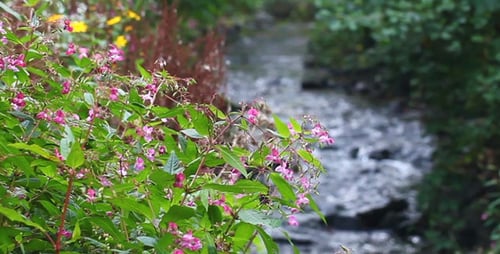 Der Bach und die Blumen
