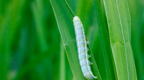 Caterpillar On Grass