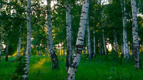 Birch Woods In Russia