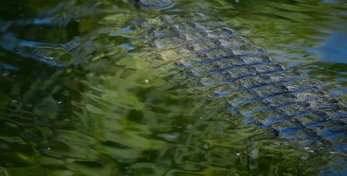 Crocodile Swimming in River