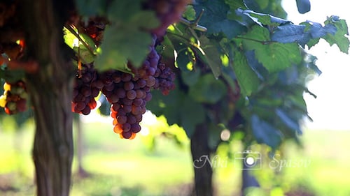 Uvas