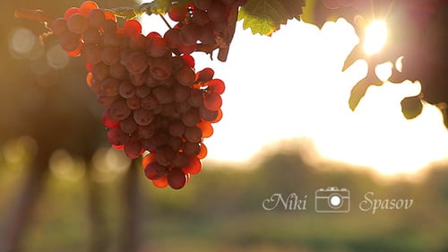 Vineyard at Sunset
