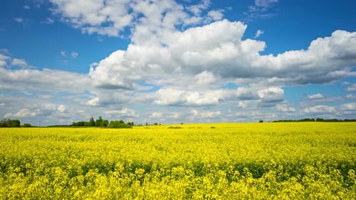 Blooming rapeseed field