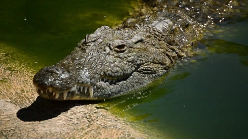 Crocodile Coming Out of the River