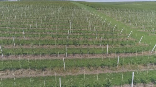 Aerial view of a currant plantations