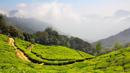 Plantation de thé de montagne à Munnar