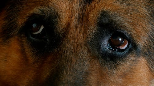 German Shepherd Eyes