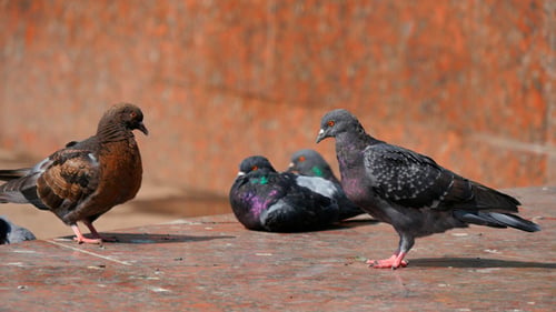 Pigeons In The City 2