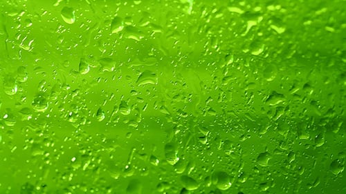 Water Drops on Bright Green Surface