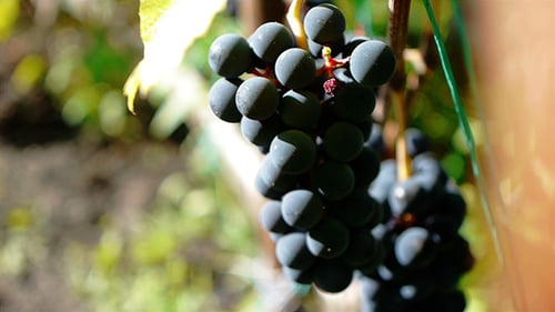 Raisin violet 7