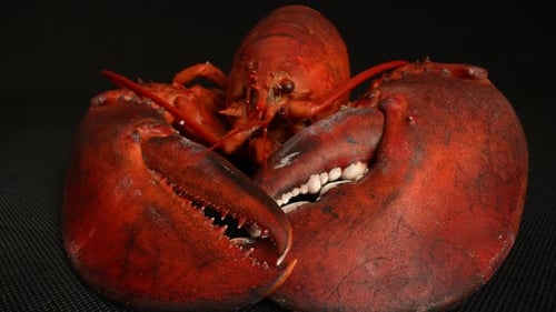 Cooked Lobster 72