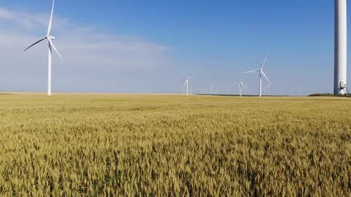 Flying low, close to the wheat field revealing wind turbines in the background