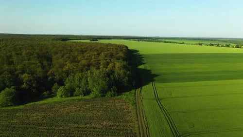 Drohnenaufnahmen von Luftaufnahmen von der Überquerung einer leeren Straße in Richtung Felder und Wald mit