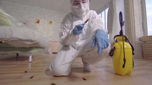 Schädlingsbekämpfer untersucht einen toten Käfer