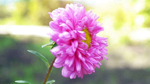 Autumn Flower 1