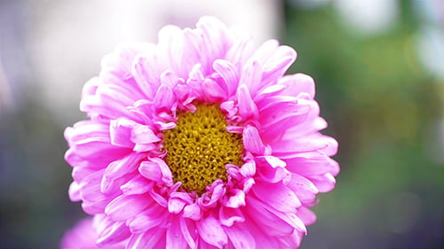 Autumn Flower 3