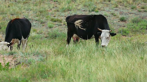 Grazing Cows