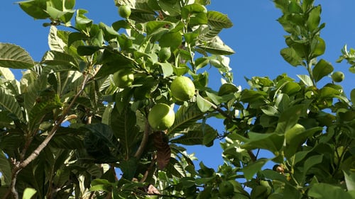 Unripe Green Lemons on the Branch Tree 867