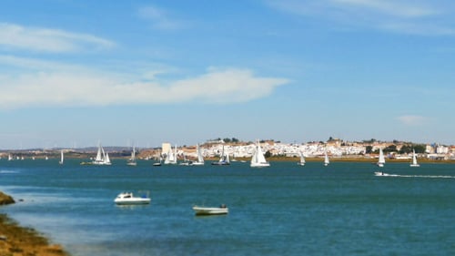 Many Sailing Yachts Moving in the Bay 883