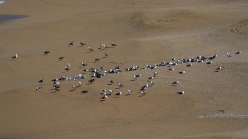 Flock of Seagulls Sitting on the Beach 890