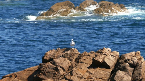 Mouette assise sur les rochers 899