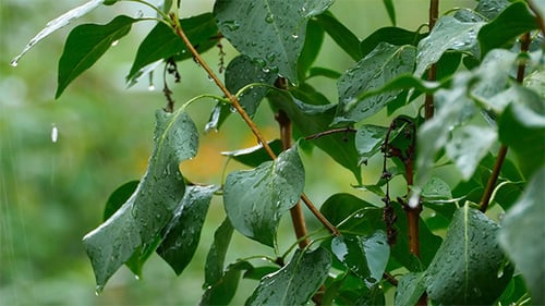 Rain on Green Leaves in Close Up