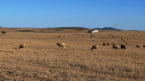 Flock of Sheep Grazing in a Rural Field