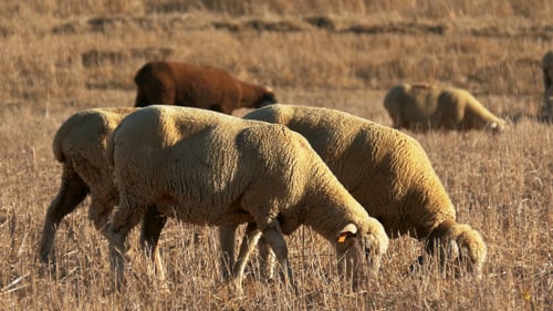 Sheep Grazing Peacefully in a Sunny Rural Field