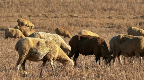 Sheep Grazing Peacefully in Rural Golden Pasture