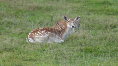 Two Gentle Spotted Deer Resting on Grassy Field