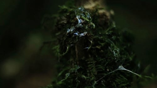 Close Up of Moss on Tree Branch