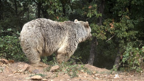 Majestic Brown Bear Foraging in Lush Forest