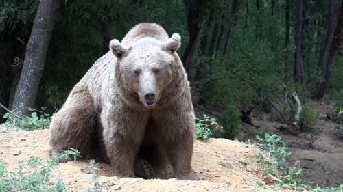 Brown Bear Sits on Sand in Forest