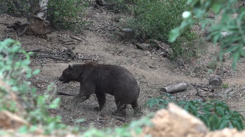 Black Bear in Forest