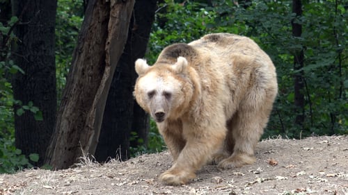 Yellow Bear in the Forest