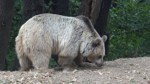 Brown Bear in Forest Environment